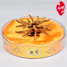 索朗頓珠冬蟲夏草怎么樣